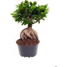 Serada Decor Plant Hediyelik Bonsai Bitkisi Sevgililer Gününe Özel Kaktüs Hediyeli