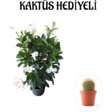 Serada Decor Plant Kokulu Beyaz Mandevilla Sarmaşığı Sevgililer Gününe Özel Kaktüs Hediyeli