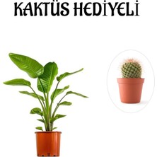 Serada Decor Plant Hediyelik Starliçe Cennet Çiçeği Bitkisi Sevgililer Gününe Özel Kaktüs Hediyeli