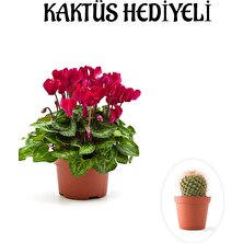 Serada Decor Plant Hediyelik Mürdüm Renk Sıklamen Çiçeği Sevgililer Gününe Özel Kaktüs Hediyeli