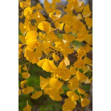 Bahçevilya Mabet Ağacı [ginkgo Biloba] Fidanı 15 25 cm Boy - 2 Yaş