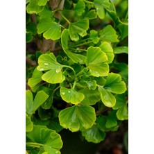 Bahçevilya Mabet Ağacı [ginkgo Biloba] Fidanı 15 25 cm Boy - 2 Yaş