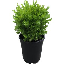 Serada Decor Plant Altuni TAFLAN(30-40CM)+ÇALI ŞIMŞIRI(30-45CM) 2'li Set Saksılı Bahçe Bitkisi