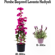 Serada Decor Plant Pembe Renk Begonvil ÇIÇEĞI(40-80CM) Mor Lavanta Fidanı Hediyeli Bahçe Bitkisi