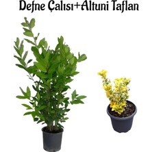 Serada Decor Plant Defne Çalısı FIDANI(40-60CM)+ALTUNI TAFLAN(30-40CM) 2'li Set Saksılı Bahçe Bitkisi