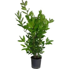 Serada Decor Plant Defne Çalısı FIDANI(40-60CM)+ALTUNI TAFLAN(30-40CM) 2'li Set Saksılı Bahçe Bitkisi