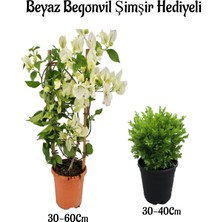 Serada Decor Plant Beyaz Renk Begonvil Çiçeği(30-60) Çalı Şimşir(30-40) Hediyeli  2li Set Dış Mekan Bitkisi