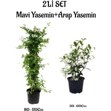 Serada Decor Plant Kokulu Mavi Yasemin Çiçeği Fidanı+Arap Yasemin FIDANI(30-60CM) 2'li Set Bahçe Bitkisi