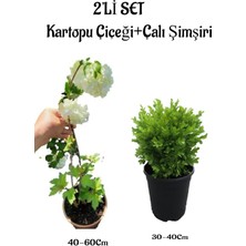 Serada Decor Plant Beyaz Kartopu ÇIÇEĞI(VIBURNUM)40-60CM +Çalı Şimşiri 2'li Set Saksılı Bahçe Bitkisi