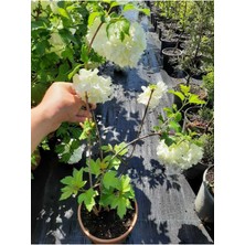 Serada Decor Plant Beyaz Kartopu ÇIÇEĞI(VIBURNUM)40-60CM +Çalı Şimşiri 2'li Set Saksılı Bahçe Bitkisi