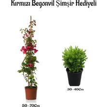 Serada Decor Plant Kırmızı Renk Begonvil SARMAŞIĞI(50-70CM) Çalı Şimşiri Hediyeli Dış Mekan Bitkileri