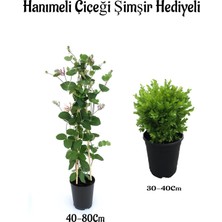 Serada Decor Plant Mis Kolulu Hanımeli Çiçeği Fidanı+Çalı Şimşiri Fidanı Hediyeli Bahçe Bitkisi