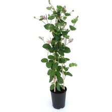 Serada Decor Plant Mis Kolulu Hanımeli Çiçeği Fidanı+Çalı Şimşiri Fidanı Hediyeli Bahçe Bitkisi