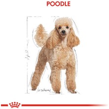 Royal Canin Poodle Pouch Köpek Konservesi 85 gr