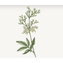 L'Occitane Reine Blanche Aydınlatıcı Köpük Temizleyici 150 ml