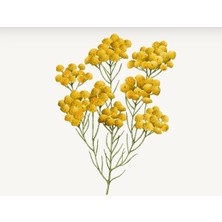 Loccitane İmmortelle Divine Temizleyici Köpük 125 ml