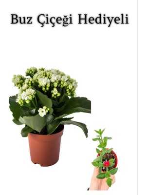 Serada Decor Plant Sevgililer Gününe Özel Beyaz Renk Kalanşo-Emel Hanım Çiçeği Buz Çiçeği Hediyeli