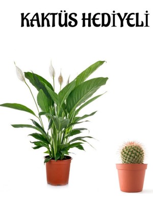 Serada Decor Plant Hediyelik Beyaz Barış Çiçeği Sevgililer Gününe Özel Kaktüs Hediyeli