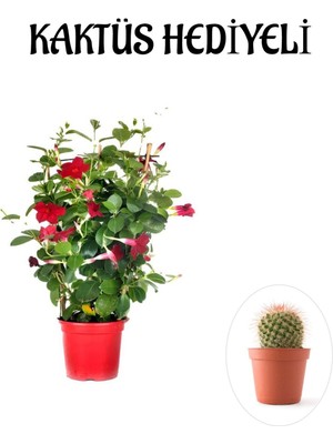 Serada Decor Plant Kokulu Kırmızı Mandevilla Sarmaşığı Sevgililer Gününe Özel Kaktüs Hediyeli
