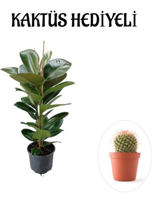 Serada Decor Plant Parlak Canlı Yapraklı Kauçuk Bitkisi Sevgililer Gününe Özel Kaktüs Hediyeli