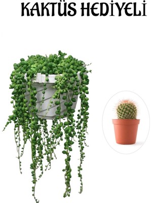 Serada Decor Plant Tespih| Boncuk| Bezelya Çiçeği Bitkisi Sevgililer Gününe Özel Kaktüs Hediyeli