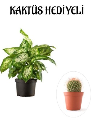 Serada Decor Plant Hediyelik Zarif Yapraklı Difenbahya Bitkisi Sevgililer Gününe Özel Kaktüs Hediyeli