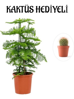 Serada Decor Plant Parlak Yapraklı Salon Çamı Sevgililer Gününe Özel Kaktüs Hediyeli