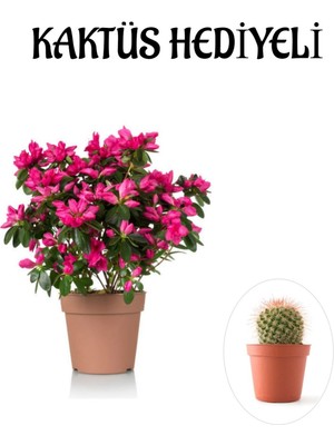 Serada Decor Plant Sevgililer Gününe Özel Pembe Çiçekli Açelya Çiçeği Kaktüs Hediyeli