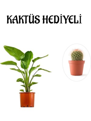Serada Decor Plant Hediyelik Starliçe Cennet Çiçeği Bitkisi Sevgililer Gününe Özel Kaktüs Hediyeli