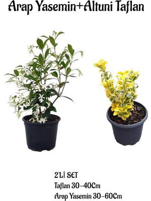 Serada Decor Plant Muhteşem Kokulu Arap Yasemin Fidanı+ Altuni Taflan 2'li Set Dış Mekan Bitkisi