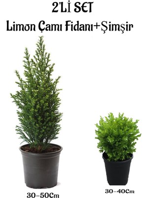 Serada Decor Plant Limon ÇAMI(SERVI)(30-50CM)+ Çalı ŞIMŞIRI(30-40CM) 2 'li Set Saksılı Dış Mekan Bitkisi