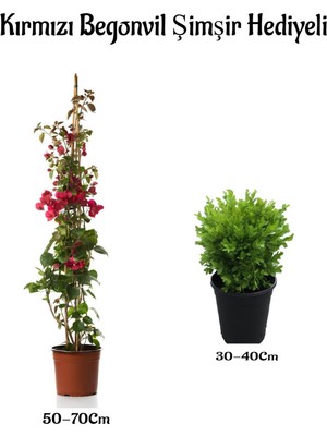Serada Decor Plant Kırmızı Renk Begonvil SARMAŞIĞI(50-70CM) Çalı Şimşiri Hediyeli Dış Mekan Bitkileri