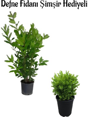 Serada Decor Plant Defne Çalısı FIDANI(40-60CM)+ÇALI ŞIMŞIRI(30-40CM) Hediyeli Saksılı Bahçe Bitkisi