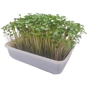 Pauls Micro Farm Brokoli Mikro Yeşil Yetiştirme Kiti