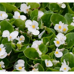 Şeker Begonya Tohumu Banga - Beyaz Renkli ( 20 Tohum )