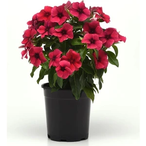 Rozet Çiçeği Tohumu Tattoo Serisi - Siyah Mor Renkli ( 5 Tohum )