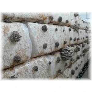Gri Istiridye Mantar Kompost 6 Lt 3 kg
