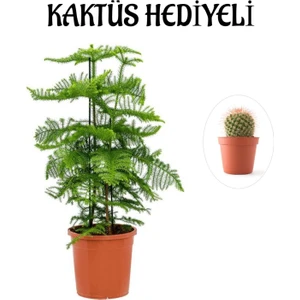 Serada Decor Plant Parlak Yapraklı Salon Çamı Sevgililer Gününe Özel Kaktüs Hediyeli