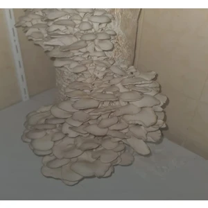 12 Lt 6 kg Istiridye Mantarı Miseli Tohum Kompostu Mantar Vermeye Hazır Durumda