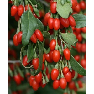 Goji Berry Fidanlanı Sağlıklı Geleceğiniz Için Meyve Fidanları Şimdi Sizlerle!" 3 Yaşında Tüplü