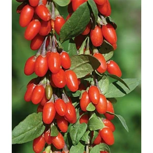 Gojiberry Fidanı Doğanın Mucizesi Gojiberry'yi Bahçenize Taşıyın Lycium Barbarum 1ADET