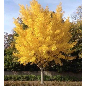 2 Adet Mabet Ağacı (Ginkgo Biloba): Peyzaj, Fidan ve Bahçeniz Için Eşsiz Bir Yaşam Gücü