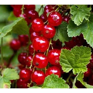 2 Adet Kırmızı Frenk Üzümü Fidanı Lezzetin ve Sağlığın Kaynağı