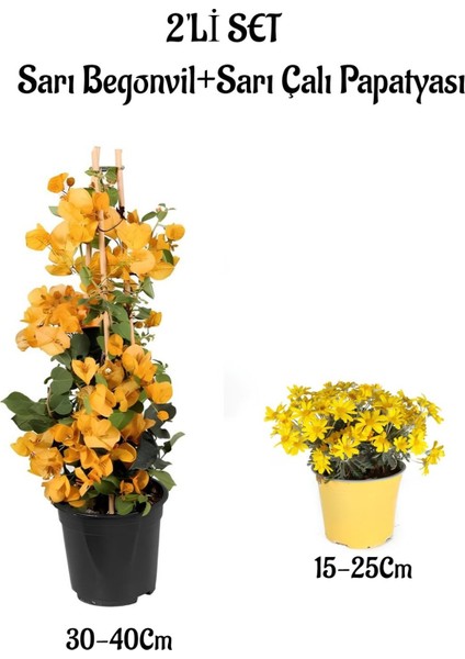 Sarı Renk Begonvil Çiçeği +Sarı Çalı Papatyası Çiçeği 2li Set Dış Mekan Bitkisi (Begonvillia Daisy)