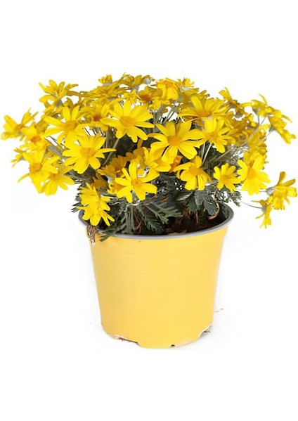 Sarı Renk Begonvil Çiçeği +Sarı Çalı Papatyası Çiçeği 2li Set Dış Mekan Bitkisi (Begonvillia Daisy) modelleri
