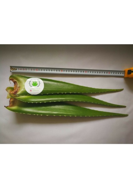 Akdeniz Aloe Vera Aloe Vera Yaprağı - Jel Için 5 Kg. Taze Yaprak