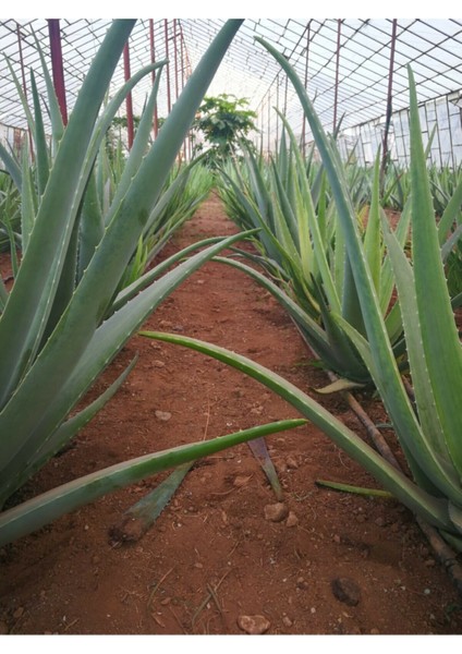 Akdeniz Aloe Vera Aloe Vera Yaprağı - Jel Için 2 Kg. Taze Yaprak