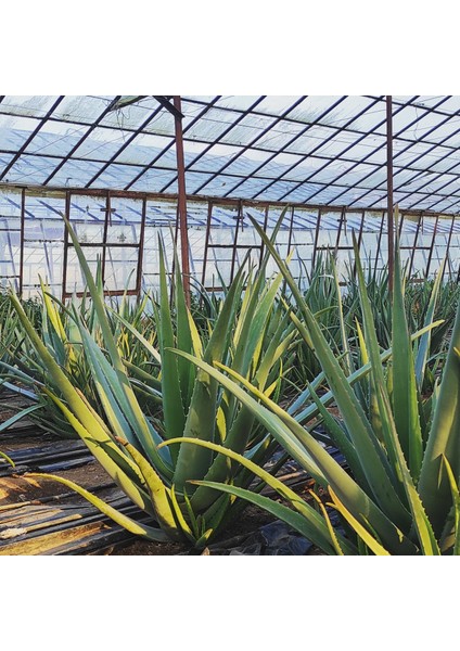 Akdeniz Aloe Vera Aloe Vera Jeli % 100 Doğal 1000 ml