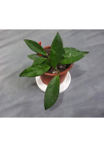 9,6cm Yuvarlak Saksı Altlığı, Tepsi, Mumluk, Sunumluk Silikon Kalıp K-1275 fiyatları