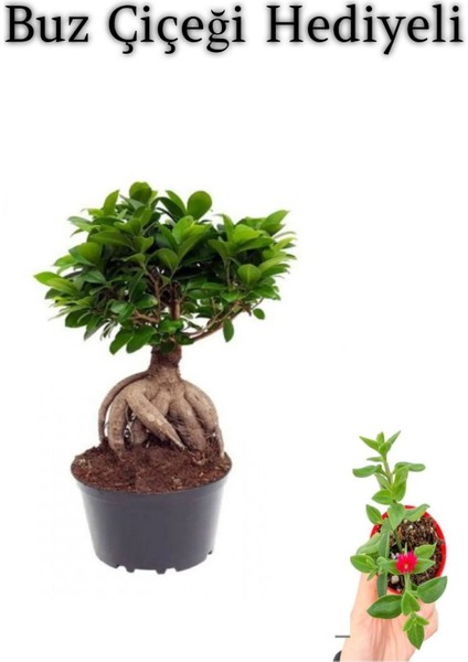 Hediyelik Bonsai Bitkisi Sevgililer Gününe Özel Buz Çiçeği Hediyeli